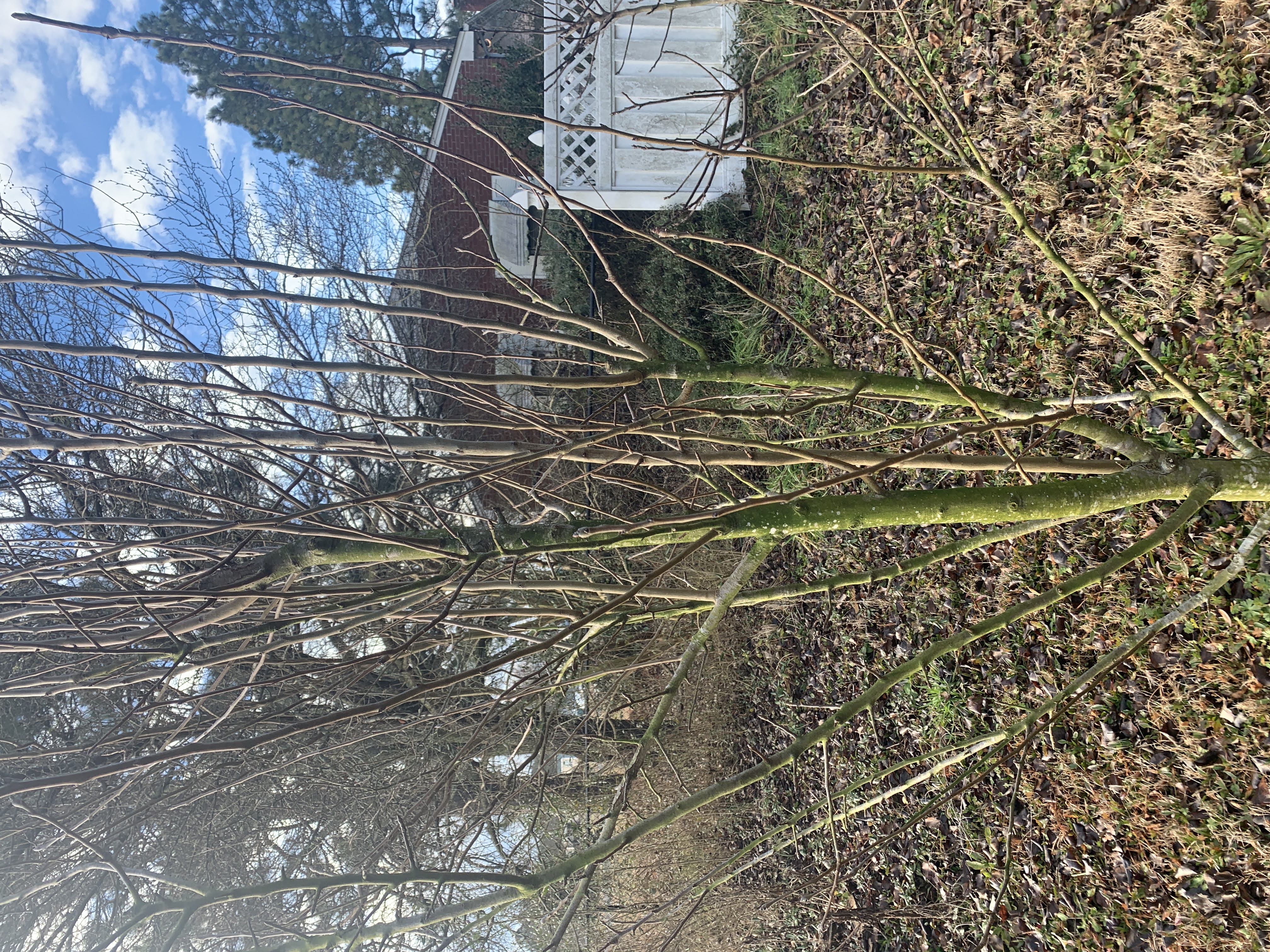 pruning